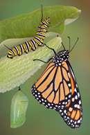 Monarch Migration Plunges to Lowest Level