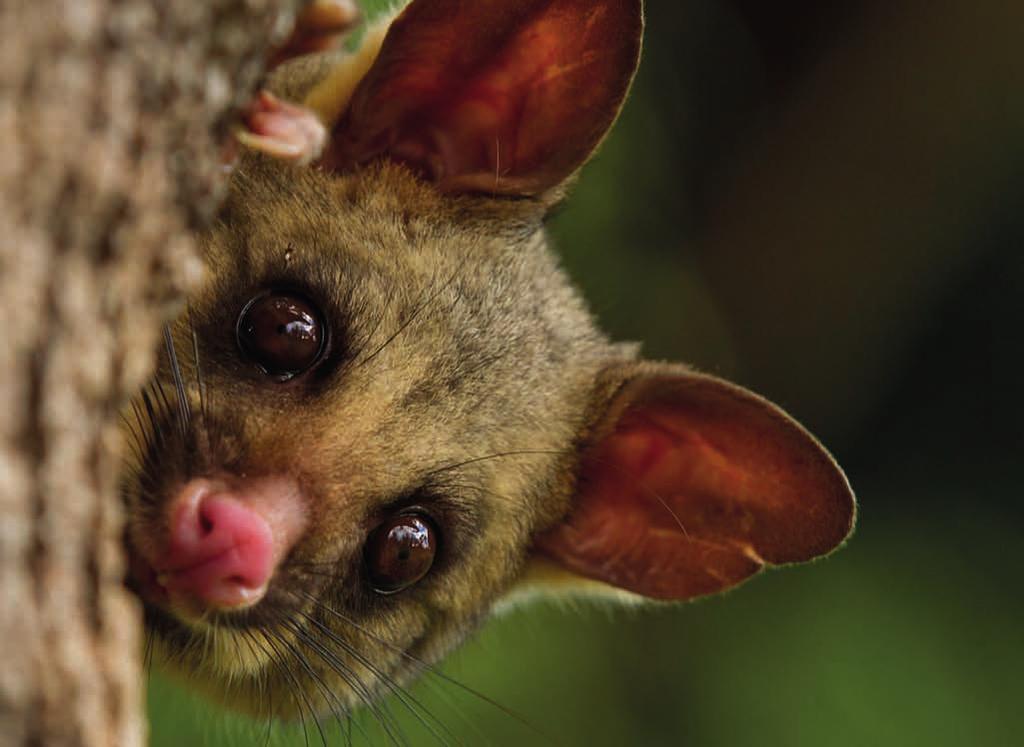 THE P SSUM PROBLEM by Johanna Knox Slowly but surely, possums are changing our forests for