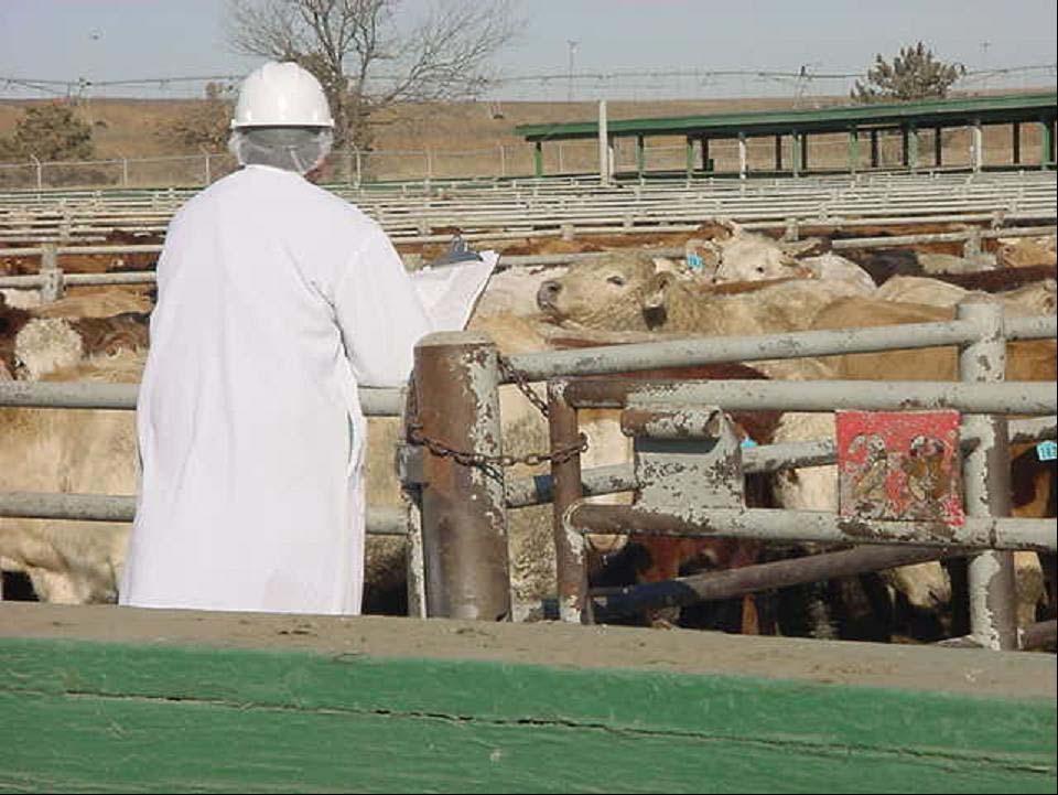 Live Cattle Receiving Live Animal Receiving Program Ante-Mortem Rejected [USDA Condemned] Off-Site Disposal Non-Ambulatory [USDA Condemned] Rejected to Off-Site Disposal