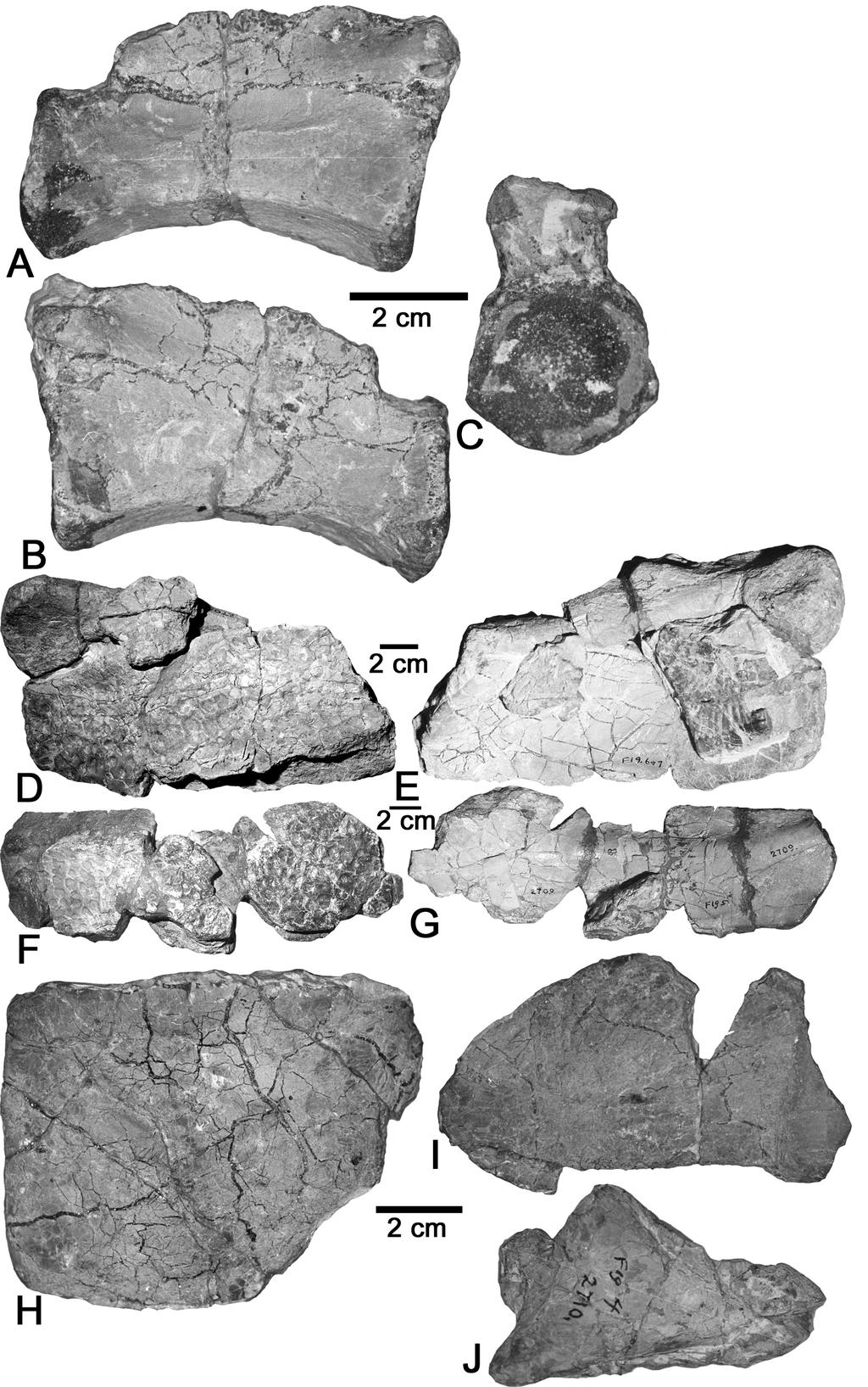243 FIGURE 2. Topotypes of Typothorax coccinarum. A-C, H-I, AMNH 2713. D-G, AMNH 2709. J, AMNH 2710. A-C, complete caudal? centrum in A, right lateral, B, left lateral and C, anterior views.