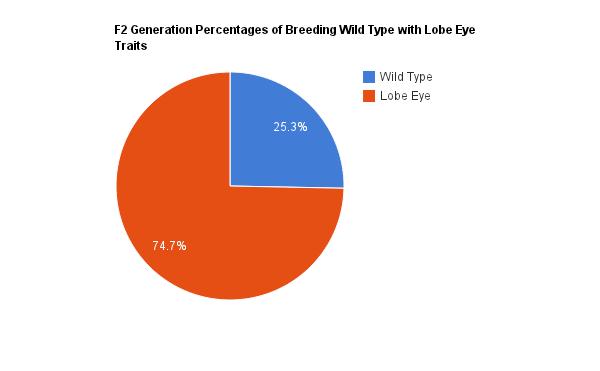 Figure 8: Notice that the wild type is represented by the blue and the lobe eye is represented by the red. There are This study found that 25.