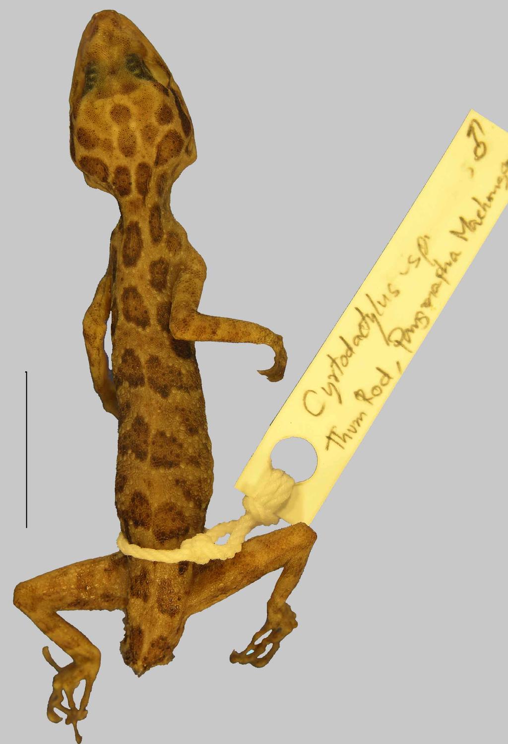 FIGURE 1. Adult male holotype of Cyrtodactylus erythrops sp. nov.