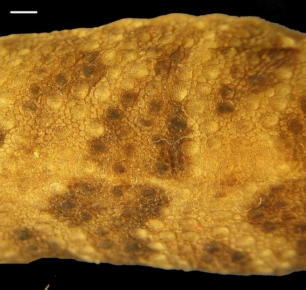 FIGURE 2. Dorsal pholidosis of Cyrtodactylus erythrops sp. nov. (THNHM 15377) showing closely packed, flattened dorsal tubercles in irregular rows. Anterior to left, scale bar = 2 mm. FIGURE 3.