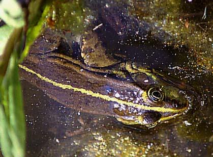 The green frog (Rana spec.) on Lesbos shows a variable colour pattern. In spite of the high temperatures the animals were often seen exposed to the burning sun for long periods of time.