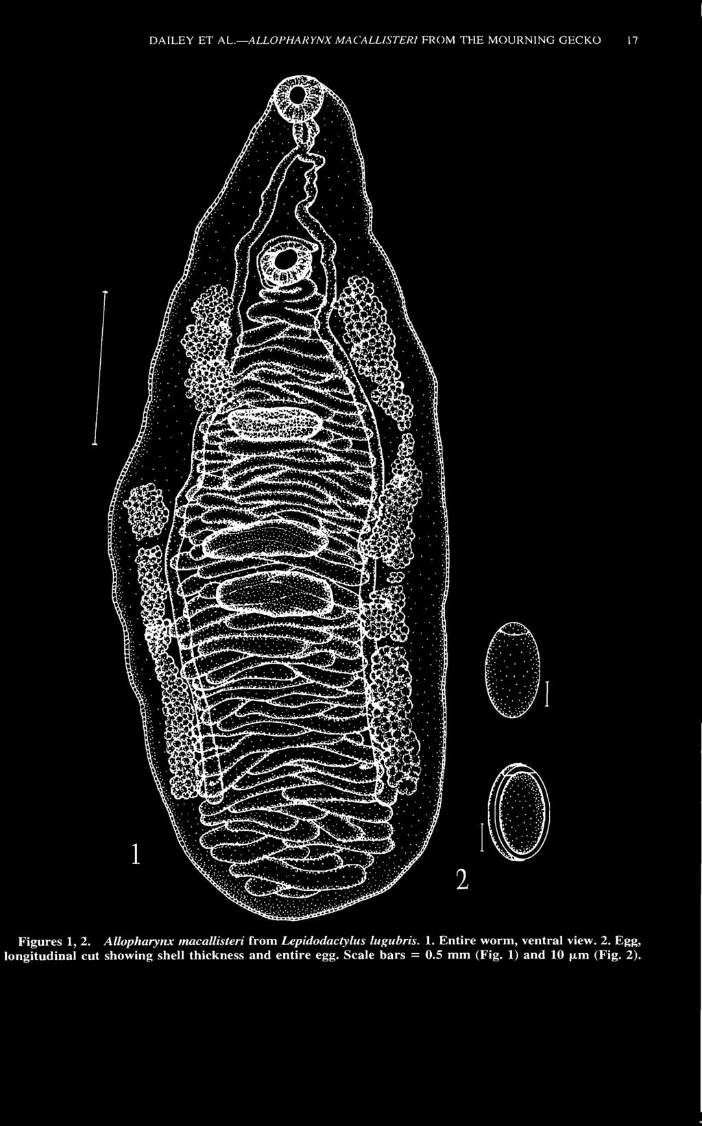 DAILEY ET AL. ALLOPHARYNX MACALUSTERI FROM THE MOURNING GECKO 17 Figures 1, 2. Allopharynx tnacallisteri from Lepidodactylus lugubris. 1. Entire worm, ventral view.