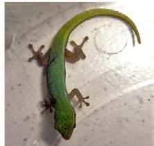 RESEARCH ARTICLE The Herpetological Bulletin 139, 2017: 20-24 Natural history observations of a dwarf green gecko, Lygodactylus conraui in Rivers State (Southern Nigeria) NIOKING AMADI 1, GODFREY C.