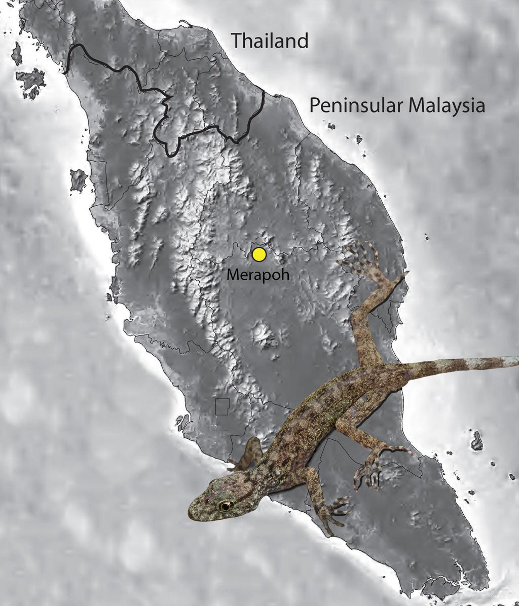 FIGURE 2. Map showing the location of the type locality Gua Gunting, Merapoh, Pahang, Peninsular Malaysia for Cnemaspis selamatkanmerapoh sp. nov. Natural history.