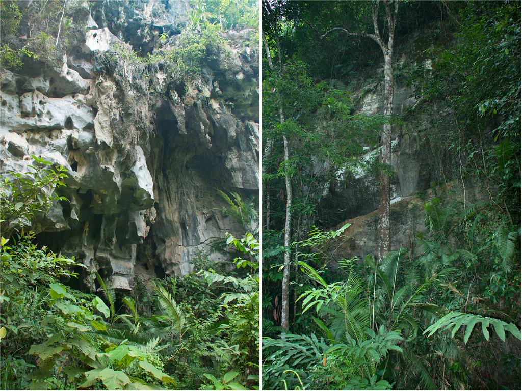 FIGURE 3. Karst formation and limestone forest at Gua Goyang (right) and Gua Gunting (left), Merapoh, Pahang, Peninsular Malaysia. Comparisons. Cnemaspis selamatkanmerapoh sp. nov.