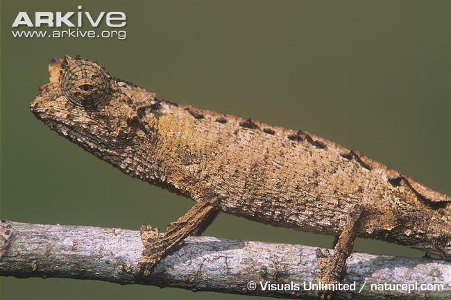 Brookesia ebenaui (Northern Leaf Chameleon) - TL 51-69mm. Well-developed latero-vertebral spines on body that continue down tail (10 spines).