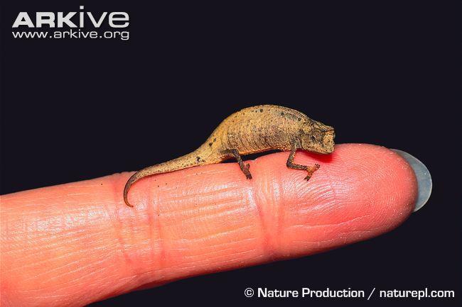 Brookesia minima (Madagascar Dwarf Chameleon, Minute Leaf Chameleon) - 2 nd smallest chameleon in the world males 15-18mm, females 16-21mm SVL.