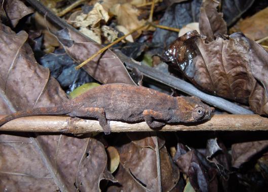 Calumma nasutum (Nose-Horned Chameleon) - Males 48mm SVL, 108mm TL, females 47mm SVL, 113mm TL. Occipital lobes absent. No stripes on tail.