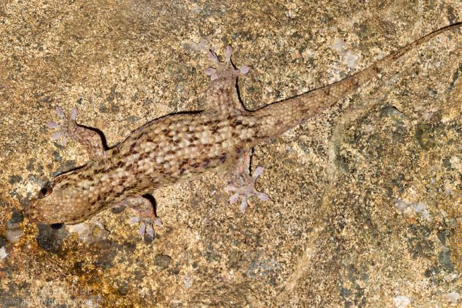 Geckolepis maculata (Fish Scale Gecko, Peters Spotted Gecko) - SVL 70mm, tail length 68mm. Greyish brown, sometimes with black and white spots, often more or less uniform.