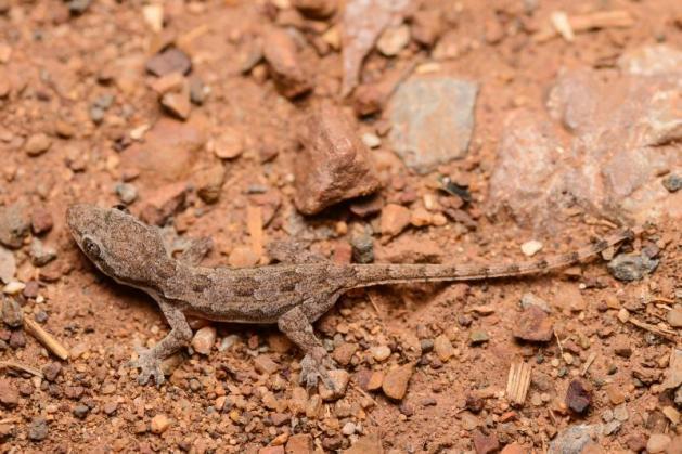 Hemidactylus frenatus (Common House Gecko) - TL up to 63mm, SVL 39-55mm.
