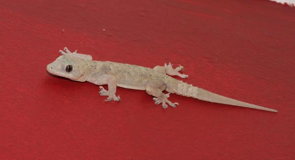 Hemidactylus platycephalus (Flat-Headed House Gecko) - SVL up to 85mm in males, 77mm in females. Colouration is similar to H. Mercatorious, sometimes with a more distinct black dorsal pattern.