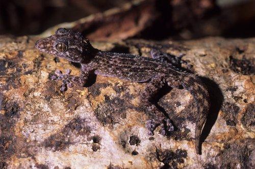 Paroedura oviceps (Nosy Be Ground Gecko) - TL up to 123mm, SVL up to 69mm.