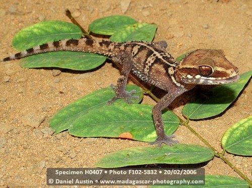 Paroedura stumpffi (Stumpff s Madagascar Ground Gecko) - TL up to 143mm, SVL up to 70mm. Body dorsally brown with 4 light bands across body, dark markings and a light vertebral line.