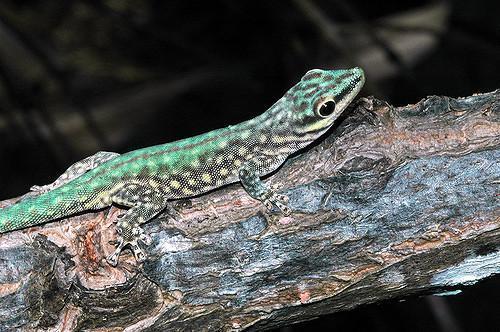 Phelsuma abbotti (Abbott s Day Gecko) - TL 130-150mm.