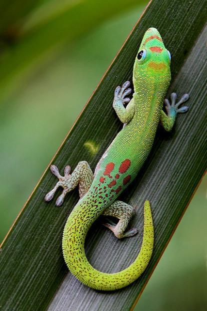 Phelsuma laticauda (Gold Dust Day Gecko) - TL: up to 130 mm. Body is bright green, yellow-green or blue (rare) with yellow dusting on neck and upper back.