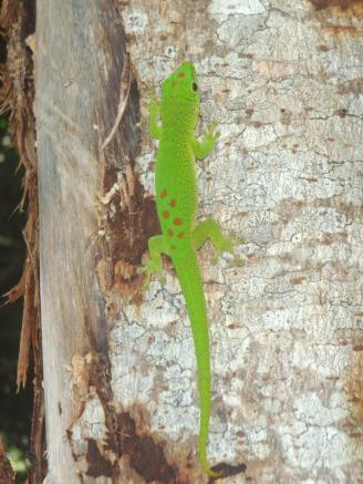 Phelsuma grandis/madagascariensis (Giant Day Gecko) - TL: 220-240mm, SVL: 99-120 mm.