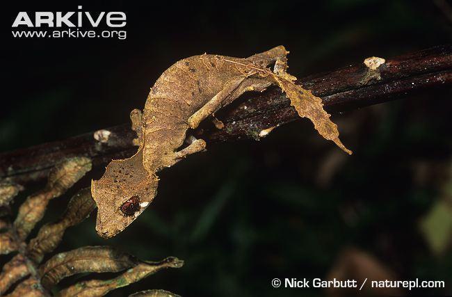 Uroplatus ebenaui (Spear-Point Leaf Tail Gecko) - TL 56-84mm, SVL 41-66mm. Yellow-brown, grey or dark brown, vertebral line is often present. Dermal lobes present on eyes.