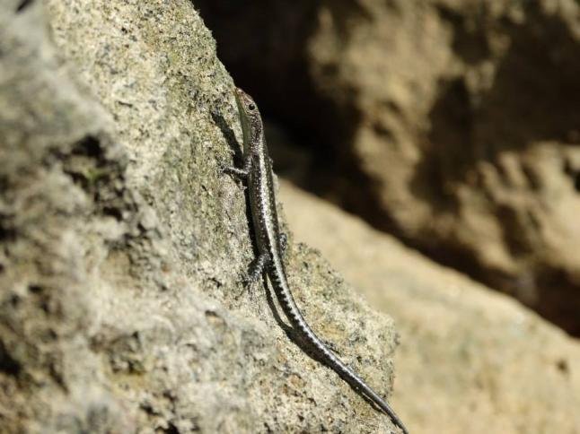 Cryptoblepharus boutonii (snake-eyed Skink) - SVL up to 52mm. Dark brown, with lighter dorsolateral stripe running from eye to tail on each side of the body.
