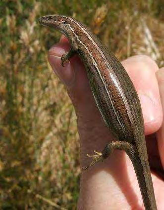 Investigate # 5 Case Study: Common skinks Size and colour The common skink is a relatively small skink.