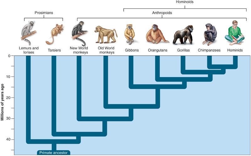 http://genealogyreligion.net/wp-content/uploads/2013/03/primate-clade-tree.jpg IB BIO 5.4 13 Skills S1: Analysis of cladograms to deduce evolutionary relationships.
