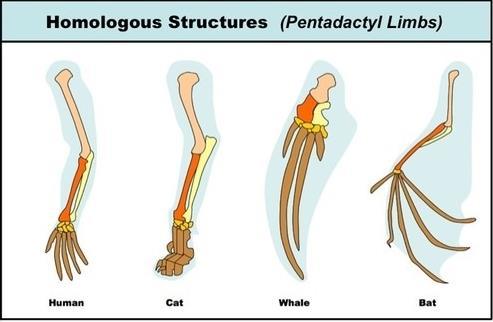 Structural similarities between organisms can be one of two types: Analagous Unrelated organisms evolved