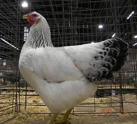 Left: This hen won National Champion at the Ohio National Show 2010.