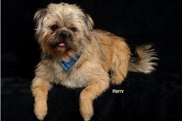 I'm Harry! I am an active boy looking for some fun! I love hoomans and furr-friends, too. They call me a Schnug, pretty silly I think.