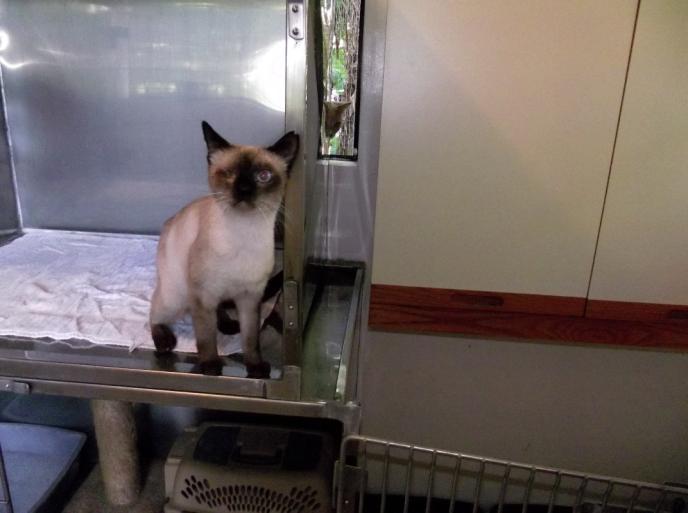 SPECIAL NEEDS KITTY WON T SOMEONE PLEASE ADOPT ARI Ari was once someone s pet. He is a Chocolate Point Siamese and was dumped in a cat colony.