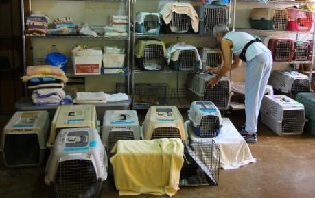 Tom and his associates can enjoy, it would be a lovely expression of aloha. Dr. Tom has made three trips in 2010 to help Maui s cats.