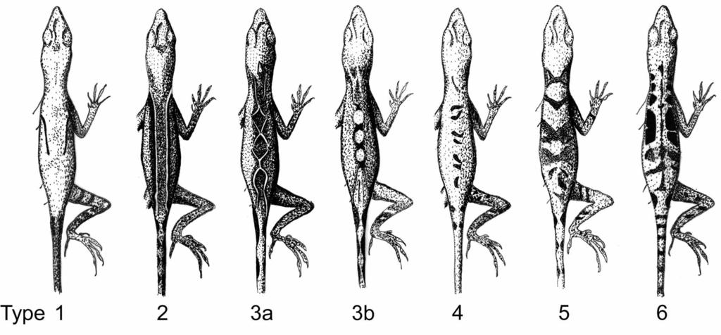 FIGURE 2. Designation of dorsal color pattern types. FIGURE 3. Hemipenis of Anolis polylepis (MHCH 1024). Scale bar = 1.0 mm. Paratypes. SMF 89227 32, same collecting data as holotype.