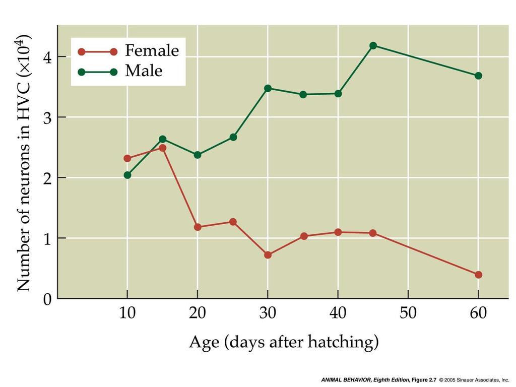 2.7 Changes in the song system of young male and female zebra finches A Genetic cause: Male vs.