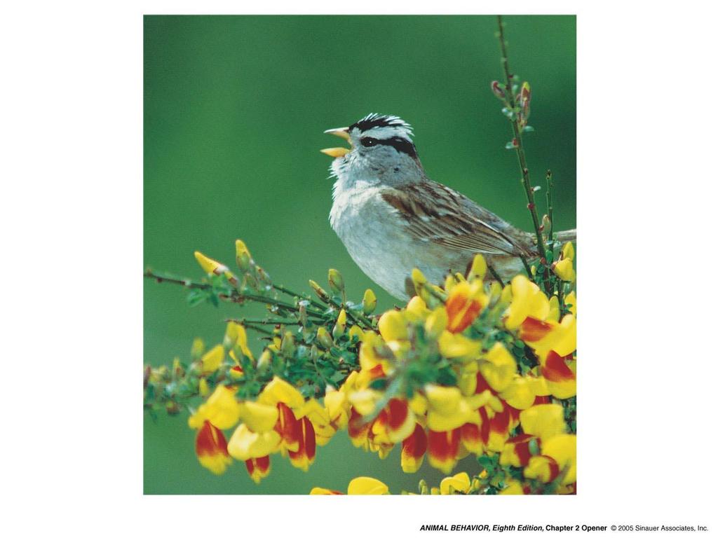Chapter 2 Opener: Studies of bird song have relied heavily on male white-crowned sparrows A