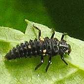Ladybird larva Dark grey/blue grey body with white, black or orange markings.