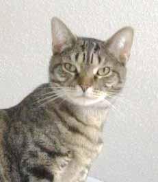Please call 910-253-1375 to adopt us! Cat Tails When will I leave the building? I ve been in PawPrints Magazine three times and still no one comes! I am such a sweet kitty.