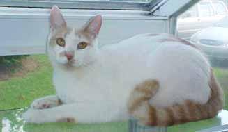 But it s kind of difficult to love someone when I m homeless in a shelter. Come get me! I m a 3-year-old white and orange colored boy who is up to date on shots, neutered and litterbox-trained.