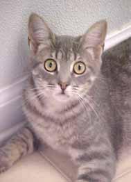 Pender Humane Society is so glad they had room for me because I m one of the friendliest, most affectionate kittens ever. I love to be petted and held.