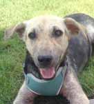 I have been neutered, microchipped, vaccinated and I m on heartworm preventative. Edna can tell you more about me and how we can meet. Please call her right now at 910-866-4289.