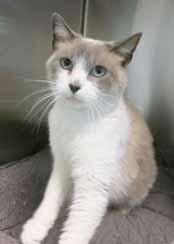 I've been neutered and am up to date on my vaccinations. I would really love to be part of a family. If you'd like to meet me, please call 910-271-3101 and we'll arrange it.