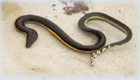 Relapses may ccur lng after the bite. Arabian Gulf sea snake It is dangerus and a bite can be fatal.