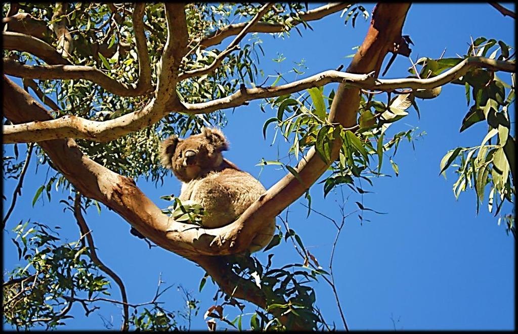 Koala sits quietly high in a tree.