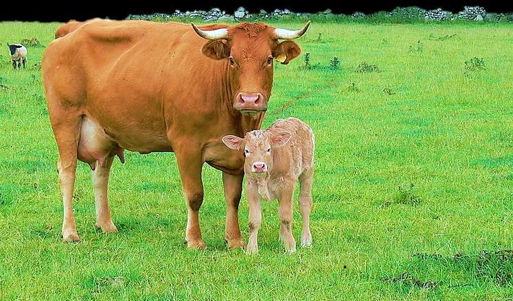 Big brown cow and her calf say, Moo!