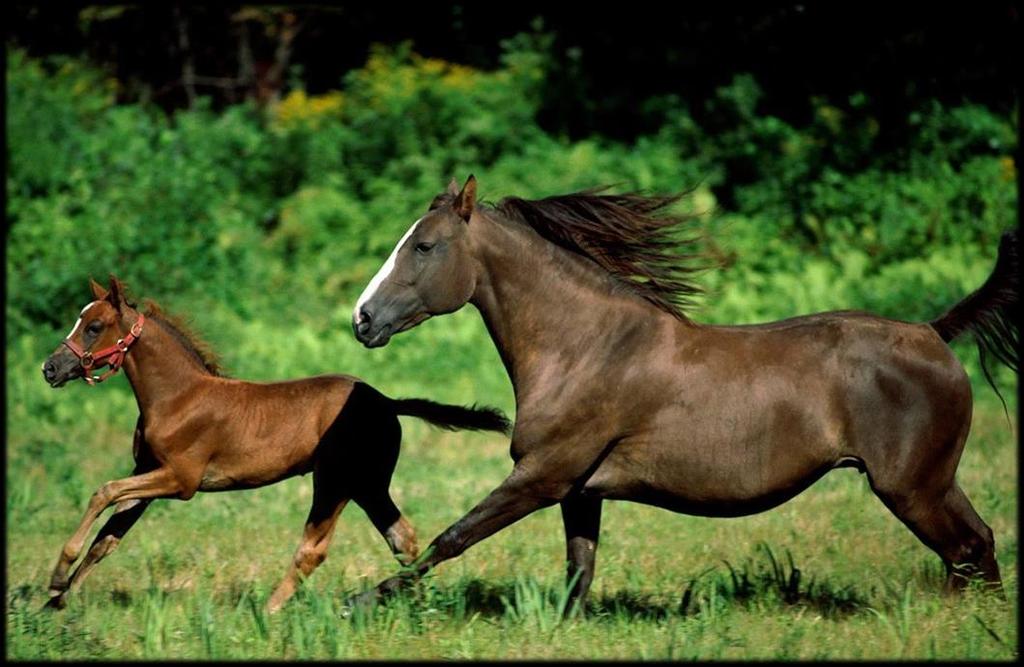 Horses make a sound like Neigh!