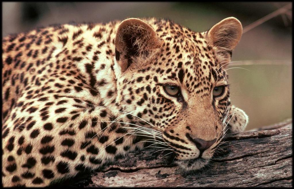 And look at leopard, his coat with spots.