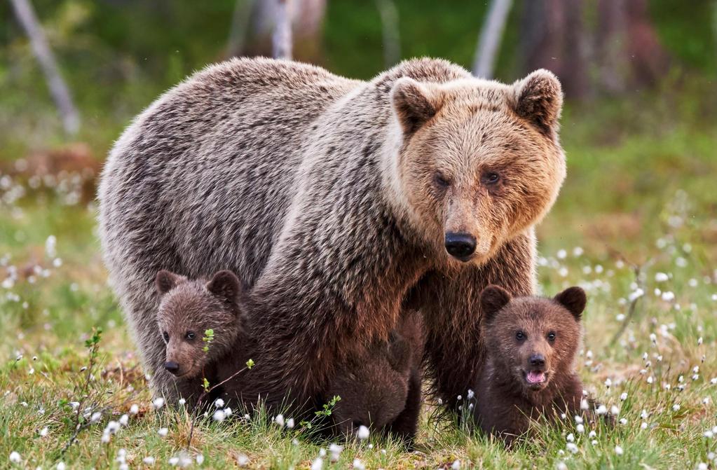 Two little cubs make a handsome pair, staying close