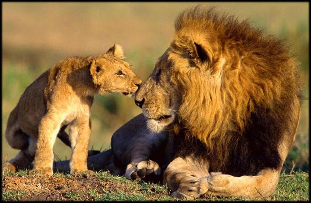 Lions grow up with very loud roars and sharp claws