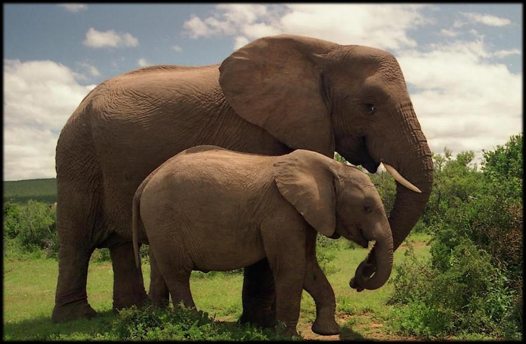 Elephants grow up big and strong.