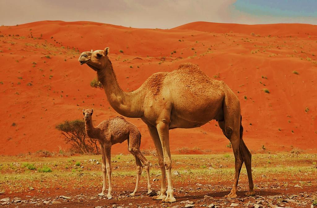 Camels live where it s dry and sandy.
